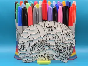 Brain Neuro Anatomy Education Coloring Craft