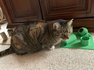 Katzenspielzeug & Leckerlispender