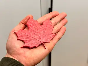 Maple Leaf - (3 Size available)