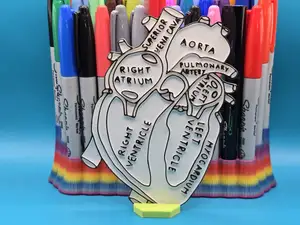 Anatomy Heart Coloring Craft Education