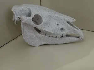 Horse Skull