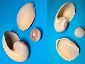 2 Shells and a sea urchin