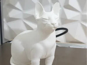 Fat Chonky Cat Sphynx 
