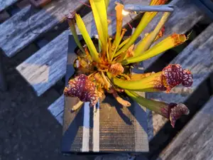 Carnivorous Plant Pot with Solar Bug Light