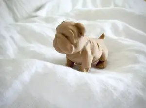 Chubby Bulldog Puppy
