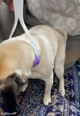 Ultimate Pet Massage Tool
