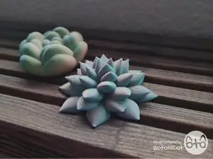 Succulents: Echeveria Agavoides