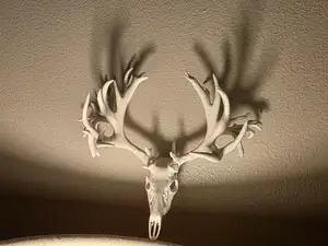 "Maximus" Whitetail Deer Skull