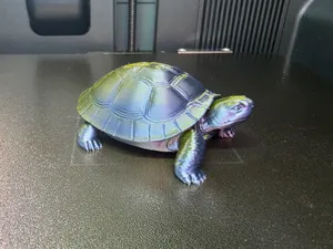 Maurische Landschildkröte - Tiere aus aller Welt