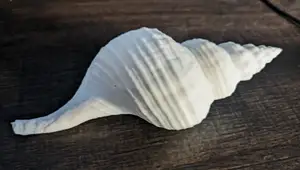 Sea Shell 3D scan