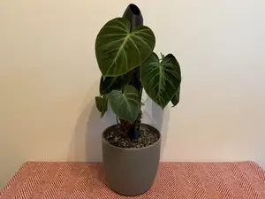 Modular Plant Support & Moss Pole - HexPole