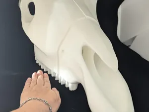 HORSE SKULL FULL SIZE MULTIPLE PART!