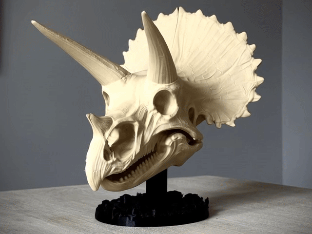 Triceratops Skull with Fosil Display Stand!