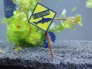 CAUTION Shark - Aquarium Sign