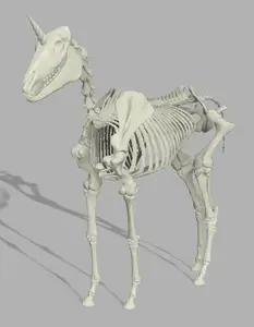 Unicorn (and horse) Skeleton and Unicorn Skull
