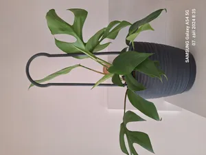 Tyč na podporu kytky / A rod to support the growth of the flower