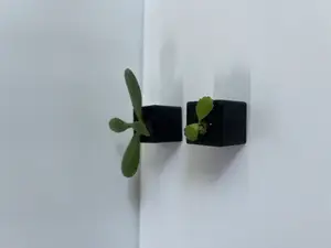 Mini Succulent Planter Cube