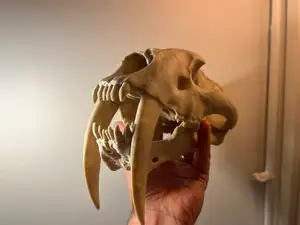Sabertoothed Cat Skull