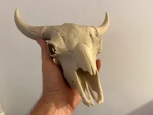 Bison Skull