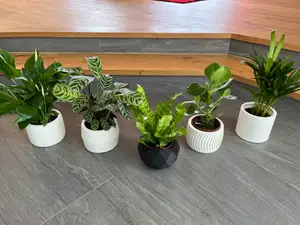 Modern Plant Pots covers collection