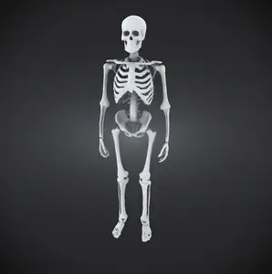 HUMAN SKELETON FIGURE HALLOWEEN