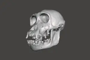 Chimpanzee Skull - Pan Troglodytes Verus