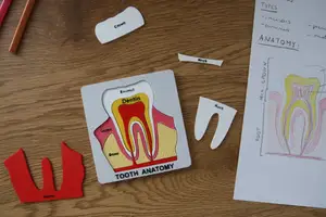 Tooth Anatomy Puzzle