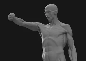 Ecorche Male - Human Anatomy