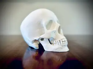 Human Skull
