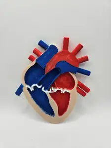Heart Anatomy