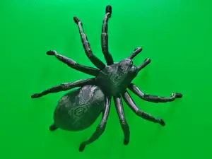 Big Tarantula spider