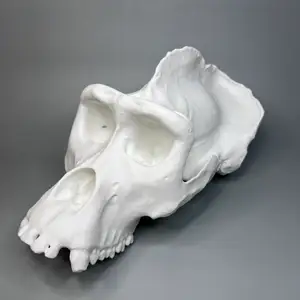 Gorilla Cranium Male