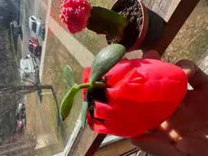 Human Heart Succulent, Cactus, Small Plant Pot