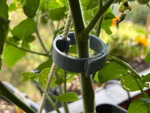 Tomato Plant Trellis String Clip 35mm