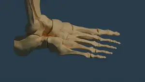 Feet Anatomy (High Resolution) FOR FREE? IN THIS ECONOMY?