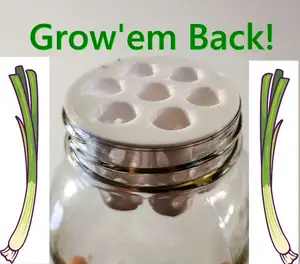 Green Onion Scallion Mason Jar Farm Re Grow Hydroponic Kratky TEMU