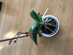 Orchid Clip