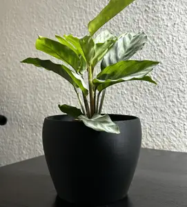 Clean Flower Pot and Planter for Plants Flowerpot