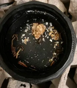 Cockroach and Insect Sorting Accessory
