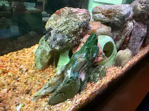 Aquarium Fish Cave