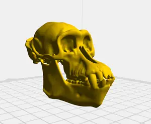Chimpanzee Skull