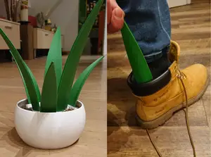 Shoehorn Plant