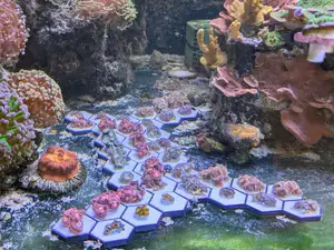 Hex Grid for Coral Frags