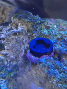 Twist Lock Removable Coral Frag Plug for Reef Tank
