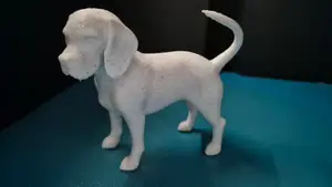 Beagle Dog Model