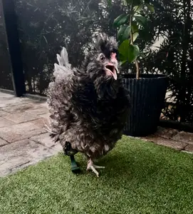 Prosthetic Chicken Leg