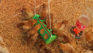 Chicken Feeder (Prints Flat)