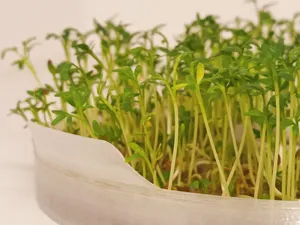 Sprouts grower
