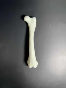 Raccoon Left Femur