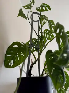 Plant pot rack – Modular Plant Support System